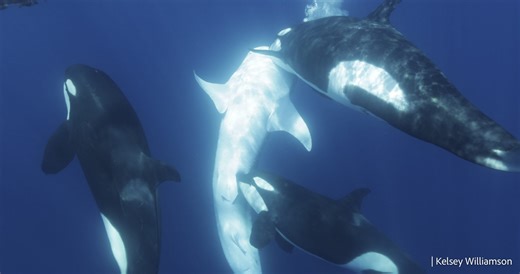 Un gruppo di orche ha imparato a cacciare il pesce più grande al mondo, lo squalo balena: mai visto prima