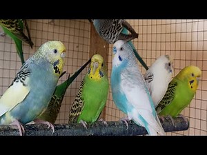 10 Hours of Happy Parakeet Sounds 🐦 | Relaxing Budgie Chirping for Calm & Joy