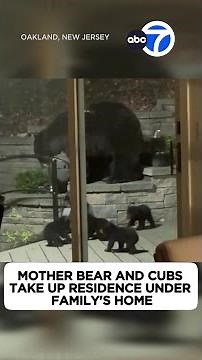 Mother bear, cubs take up residence under family's home