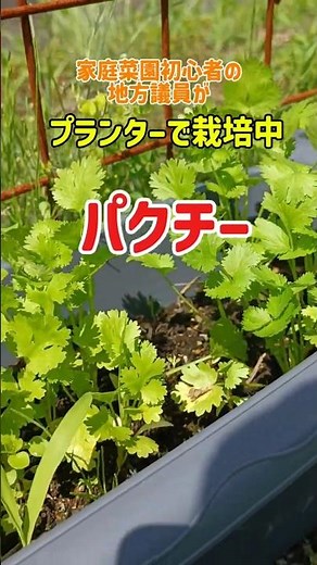 初めてのパクチー栽培【プランターで栽培中】家庭菜園初心者の地方議員の挑戦 #家庭菜園初心者 #家庭菜園 #農業 #パクチー #田舎暮らし