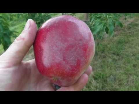 Williams Pride Apple