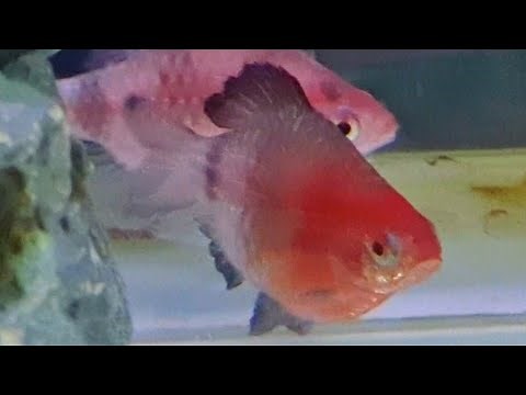 ruby barb care guide - how to care, tank mates, feeding and breeding black ruby barb fish