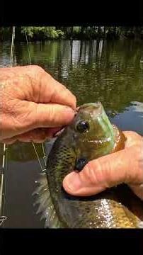 Duckweed didn't stop these bluegill from biting 🔥 #fishing #bluegill #swampfishing
