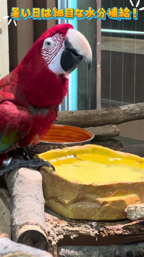暑い日は細目な水分補給！ #東武動物公園 #動物 #zoo #ベニコンゴウインコ#サニー