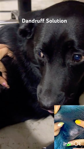 Dandruff solution for dogs