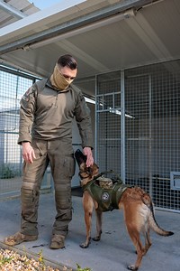 Véritables compagnons d’armes, nos amis à quatre pattes sont des équipiers à part entière notamment au Commando parachutiste de l'air n°10 (CPA 10), unité des forces spéciales de l’Armée de l'Air et de l'Espace. Parmi eux, le sergent-chef Marco et sa chienne Sacha, un binôme de choc ! 🐶 Reconnaissance d’axe, recherche d’explosifs, mordant… découvrez les différentes missions de ce duo redoutable dans notre article 😎👇 https://www.defense.gouv.fr/actualites/maitre-chien-forces-speciales | Minist