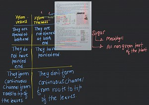 Xylem conducts water and minerals absorbed by roots to other pa... | Filo