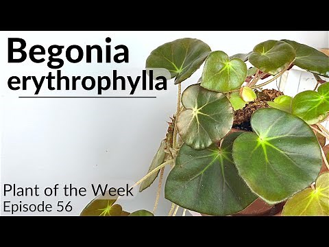 How To Care For Begonia erythrophylla (Beef Steak Begonia) | Plant Of The Week Ep. 56