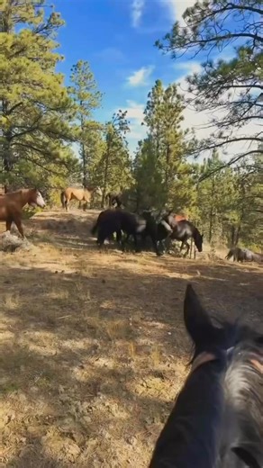 13K views · 569 reactions | We went and got the colts the other day! Cut by——> @westernedge.media @montanaknifecompany @cinchjeans @phenomgenetics @pendletonroundup_hc @lewistonroundup @twinfallscountyfair @dillonjayceerodeo @chicksnchaps @sheridanwyorodeo @battlebornbroncs @cowboychannel @prca_prorodeo @stpaulrodeo @daysof47rodeo @vividnorthwest @sheridancollegerodeo @big_sky_pro_rodeo @montana_expopark | Sankey Pro Rodeo | Facebook