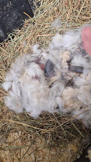 🐰 The 2026 rabbit season has begun here! Boston is now a proven buck. Harley is (as always) the queen and kindled exactly on her due date. Boston was removed from the colony a little over a week ago and Doc will be going in the colony in a week or so. Ill add photo of the parents below. 🐇 | Green Lady Urban Farm