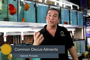 Common Discus Fish Ailments & Treatment Advice | Jack Wattley Discus