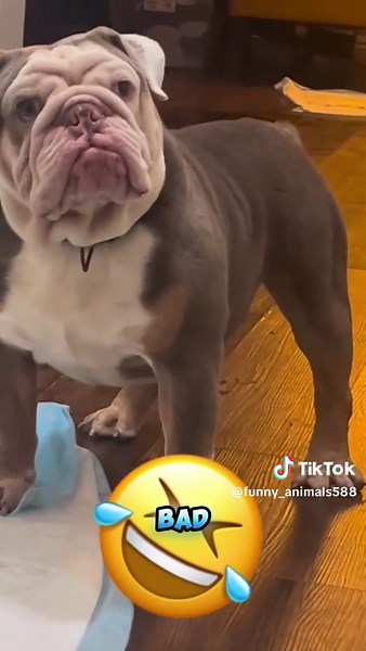 Talking Animals: Hilarious Dog and Cat Voiceovers