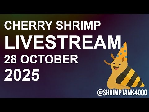 Live Cherry Shrimp Chill Ambience (28 Oct 2025 ) #shrimptank #livestream #studymusic #workmusic