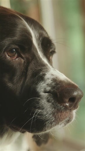 Sensitive stomachs need gentle care and food that helps reset digestion from the inside out. Our Rescue Diet is crafted to soothe, balance, and rebuild gut health naturally, so your dog can get back to feeling (and zooming!) their best. #VolhardDogs #SensitiveStomachDogs #DogNutrition #RescueDiet #RealFoodForDogs #HealthyPets #PetWellness