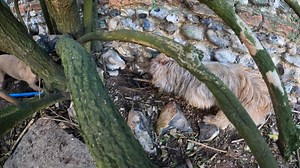 222K views · 888 reactions | Fen shows incredible patience whilst waiting for a rat to bolt. A trait that is rarely seen in a terrier! | Suffolk and Norfolk rat pack | Facebook