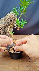 Bent boxwood bonsai material modeling tree #bonsai #bonsaimaking #bonsaiart | Nazim's Bonsai