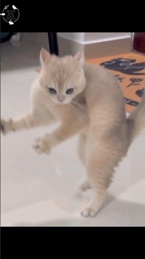 The Ultimate Ginger Cat Zoomies 🙀#shorts #kitten #cute