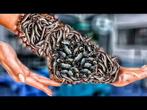 Silent Treatment: ASMR Cockroach Diameter Removal