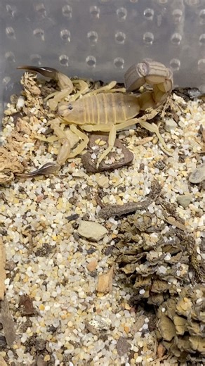 Androctonus australis