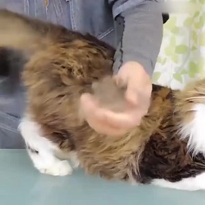 552K views · 475 reactions | ПРОЛЕТНО ПОЧИСТВАНЕ НА СКЛАДА Разпродажба на DETANGLE на половин цена! Сега само за 16.00 лв ✨ Купете https://superzebra.bg/%D0%BF%D1%80%D0%BE%D0%B4%D1%83%D0%BA%D1%82/pet-grooming-tool-2-sided-undercoat-rake-for-cats-dogs-brush-safe-dematting-comb-for-easy-mats-tangles-removing/?sp=7716i007 | Superzebra | Facebook