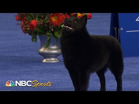 National Dog Show 2022: Non-Sporting Group (Full Judging) | NBC Sports