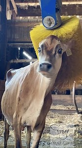 5.6M views · 40K reactions | If you watched the Super Bowl you know that food and beverage marketers is still trying to make you feel superior for buying their product because of the farming practices used. | TDF Honest Farming | Facebook