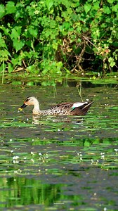 Indian spot-billed duck | 𝐍𝐚𝐭𝐮𝐫𝐞 𝐏𝐡𝐨𝐭𝐨𝐬 𝐁𝐨𝐨𝐤