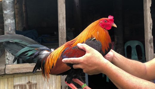 Top Gamefowl Breeders and Game Farm Experiences