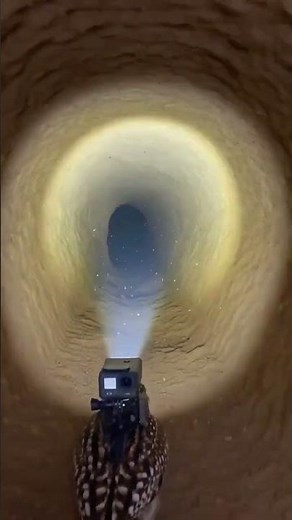Burrowing Owl POV: Inside an Underground Nest