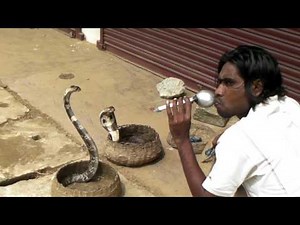 コブラとヘビ使い