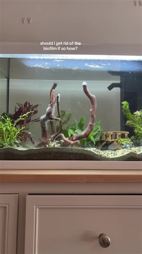 Managing Biofilm in Aquarium Settings