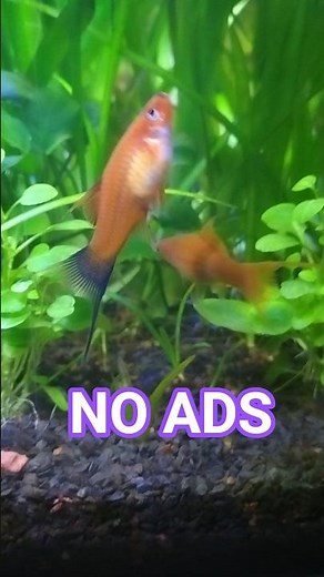 FISH FISH FISH FISH FISH FISH AQUARIUM VIDEOS NO ADS