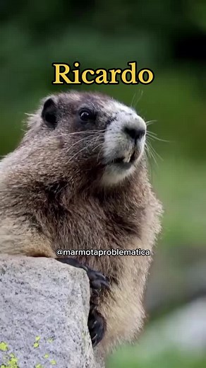 Marmota Gritando Ricardo: O Melhor dos Memes Engraçados