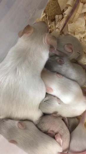 Watching the momma mice nurse their pups is so soothing and sweet. #petmice #cute #babyanimal