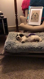 OK kid, enough's enough! Go to bed! 😂 Dogs learn from each other. They copy behaviour too. When clients ask if they should get a second puppy, we suggest waiting until one dog is trained and mature. Little Miss has loads of energy and loves to play with Milton, but he thought it was time to stop and calm down. Clever boy! ☺ | Paw Behaviour Dog Training