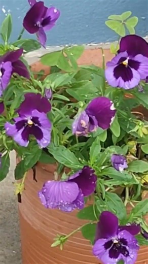 Bollywood Hindi movie songs. #world tour #travel #garhwal #kedarkantha .