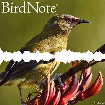 New Zealand Bellbird