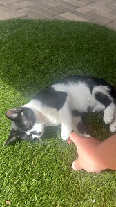 4.6K views · 111 reactions | The perk of being a deaf wobbly kitten is you can take the best naps of your life no matter what’s going on around you  #sway #chkitten #wobblycat #deaf 26920 Gopher Hill Road Myakka City FL 34251 | Humane Society at Lakewood Ranch | Facebook