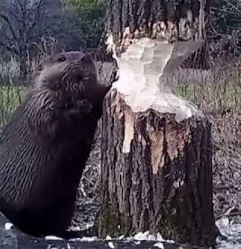 The Wildest Moments in Nature!