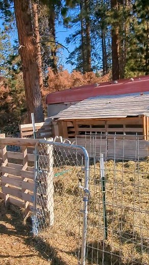 28K views · 872 reactions | #goats #goat #dairy #homesteadlife #homestead #homesteading | Mountain Spring Homestead | Facebook