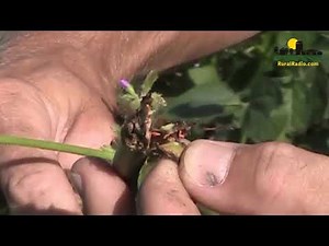 North East Nebraska showcased on the Big Iron Realty Friday's In the Field