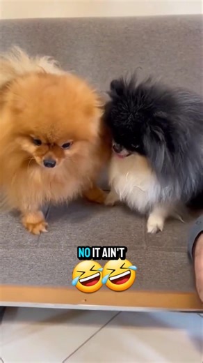 funny talking dogs. #dogs #funnypets #shorts