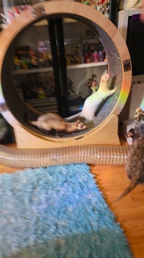 Fuffy Ferrets | Rainbow Wheel Of Snacks! 🌶🍗💖🥐🍞 . Exclusive Videos on our Patreon! 💖 Ferret Sleep & Macaroni Cam on Tvvitch 11pm-11am . #Ferrets... | Instagram