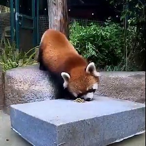 135K reactions · 19K shares | Red alert: incoming boop. | San Diego Zoo | Facebook