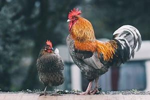 The 50 Best Herbs to Feed Your Chickens — J&R Pierce Family Farm