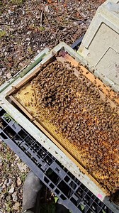 2.6K views · 199 reactions | Balling The Queen Bee  | Black Mountain Honey | Facebook