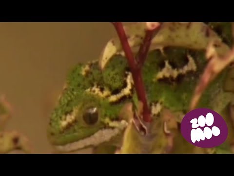 So Many Animals | ZooMoosic | Animal Videos For Kids | ZooMoo