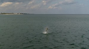 Spinner Sharks by the thousands in Vero Beach, Florida