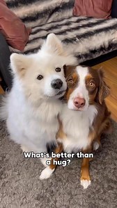 11K views · 719 reactions | A year full of hugs! 凉  #dog #dogs #samoyed #samoyeds #sammy #samoyedlife #fluffydog #samoyedlover #fluffy | Baby Bear Yuki | Facebook