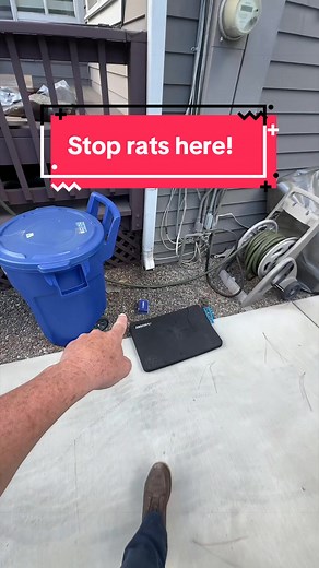 99% of homeowners seal holes around their house… but forget THIS. 🐀 Rats can climb your downspouts, get onto your roof, and chew their way into your attic before you ever see them. This simple fix helps stop them before they reach your roof. 👊 #Rats #RodentControl #HomeMaintenance #homeownertips